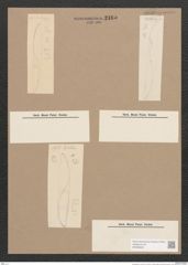 Pleurosigma sp. (de-Toni-Nr.: Genus 13) Zeichnungen Sammlung Grunow Nr. 2165 (NHMW-BOT-W0369223)